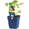FLORASELF Ooievaarsbek Geranium Phaeum Ø 11 Cm -FLORASELF Verkoop DV 8 7013587 01 4c DE 20220511111658