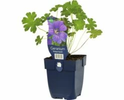 FLORASELF Ooievaarsbek Geranium Renardii 'Philippe Vapelle' Ø 11 Cm