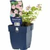 FLORASELF Ooievaarsbek Geranium X Riversleaianum 'Mavis Simpson' Ø 11 Cm -FLORASELF Verkoop DV 8 7013594 01 4c DE 20200704221656