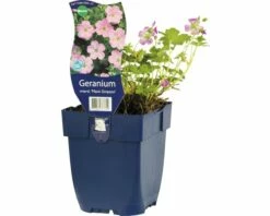 FLORASELF Ooievaarsbek Geranium X Riversleaianum 'Mavis Simpson' Ø 11 Cm