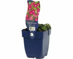 FLORASELF Ooievaarsbek Geranium Sanguineum Ø 11 Cm
