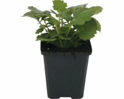 FLORASELF Nagelkruid Geum Chiloense Ø 11 Cm