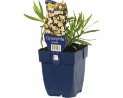 FLORASELF Gipskruid Gypsophila Ø 11 Cm