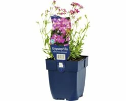 FLORASELF Gipskruid Gypsophila Repens 'Rosa Schönheit' Ø 11 Cm