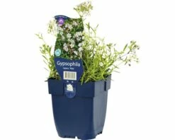 FLORASELF Gipskruid Gypsophila Repens 'Alba' Ø 11 Cm