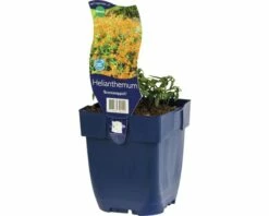 FLORASELF Zonneroosje Helianthemum Hybride Ø 11 Cm