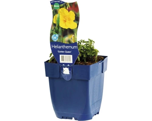 FLORASELF Zonneroosje Helianthemum Hybride Ø 11 Cm 3 FLORASELF Zonneroosje Helianthemum Hybride Ø 11 Cm