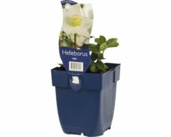 FLORASELF Kerstroos Helleborus Niger Ø 11 Cm