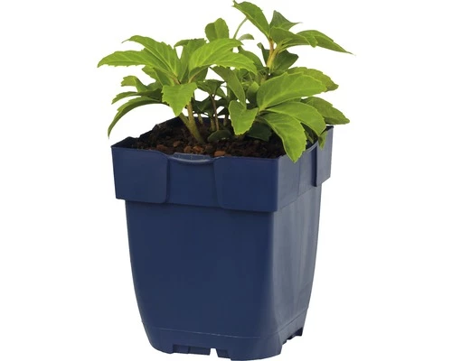 FLORASELF Kerstroos Helleborus Niger Ø 11 Cm 4 FLORASELF Kerstroos Helleborus Niger Ø 11 Cm - Afbeelding 2