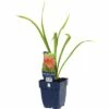 FLORASELF Daglelie Hemerocallis Citrina Ø 11 Cm -FLORASELF Verkoop DV 8 7013651 01 4c DE 20191216051652