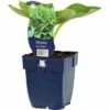 FLORASELF Hartlelie Hosta Sieboldiana 'Elegans' Ø 11 Cm -FLORASELF Verkoop DV 8 7013667 01 4c DE 20200704221656