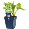 FLORASELF Hartlelie Hosta Sieboldiana 'Frances Williams' Ø 11 Cm 2 FLORASELF Hartlelie Hosta Sieboldiana 'Frances Williams' Ø 11 Cm -FLORASELF Verkoop DV 8 7013668 01 4c DE 20200704221656