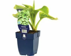 FLORASELF Hartlelie Hosta Sieboldiana 'Frances Williams' Ø 11 Cm