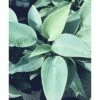 FLORASELF Hartlelie Hosta Tardiana 'Halcyon' Ø 11 Cm 2 FLORASELF Hartlelie Hosta Tardiana 'Halcyon' Ø 11 Cm -FLORASELF Verkoop DV 8 7013670 01 4c DE 20200902051654