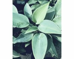 FLORASELF Hartlelie Hosta Tardiana 'Halcyon' Ø 11 Cm