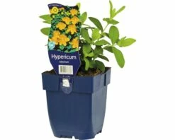 FLORASELF Hertshooi Hypericum Calydeinum Ø 11 Cm