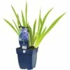 FLORASELF Scheefbloem Iris X Germanica 'Empress Of India' Potmaat Ø 11.0 Cm H 5-90 Cm -FLORASELF Verkoop DV 8 7013687 01 4c DE 20200704221656