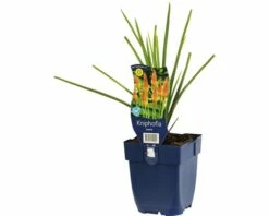 FLORASELF Vuurpijl Kniphofia Uvaria Ø 11 Cm