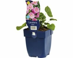 FLORASELF Struikmalva Lavatera Olbia Ø 11 Cm