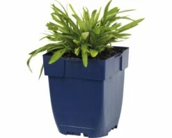 FLORASELF Edelweiss Leontopodium Alpinum Ø 11 Cm -FLORASELF Verkoop DV 8 7013718 01 4c DE 20191216051652