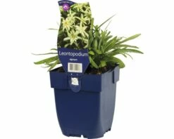 FLORASELF Edelweiss Leontopodium Alpinum Ø 11 Cm -FLORASELF Verkoop DV 8 7013718 02 4c DE 20191216051652