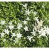 FLORASELF Edelweiss Leontopodium Alpinum Ø 11 Cm -FLORASELF Verkoop DV 8 7013718 03 4c DE 20210114221650