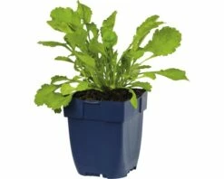 FLORASELF Margriet Leucanthemum Superbum Ø 11 Cm -FLORASELF Verkoop DV 8 7013720 02 4c DE 20191216051652