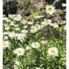 FLORASELF Margriet Leucanthemum Superbum Ø 11 Cm -FLORASELF Verkoop DV 8 7013720 03 4c DE 20210118184652