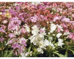 FLORASELF Bitterkruid Lewisia Cotyledon Ø 11 Cm