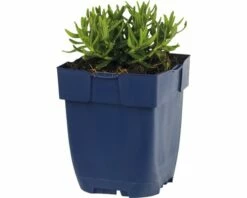 FLORASELF Steenzaad Lithodora Diffusa Ø 11 Cm 7 FLORASELF Steenzaad Lithodora Diffusa Ø 11 Cm -FLORASELF Verkoop DV 8 7013733 02 4c DE 20191216051652