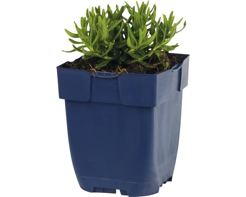 FLORASELF Steenzaad Lithodora Diffusa Ø 11 Cm 5 FLORASELF Steenzaad Lithodora Diffusa Ø 11 Cm - Afbeelding 3