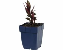 FLORASELF Rode Lobelia Lobelia Fulgens Ø 11 Cm 5 FLORASELF Rode Lobelia Lobelia Fulgens Ø 11 Cm -FLORASELF Verkoop DV 8 7013734 01 4c DE 20191216051652