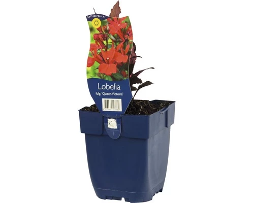 FLORASELF Rode Lobelia Lobelia Fulgens Ø 11 Cm 3 FLORASELF Rode Lobelia Lobelia Fulgens Ø 11 Cm