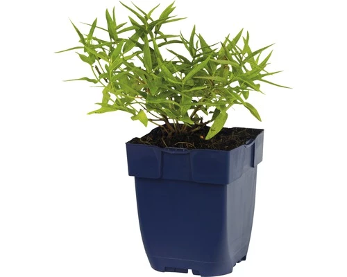 FLORASELF Grote Kattenstaart Lytrum Salicaria Ø 11 Cm 5 FLORASELF Grote Kattenstaart Lytrum Salicaria Ø 11 Cm - Afbeelding 3