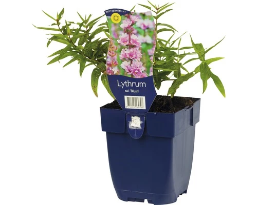 FLORASELF Grote Kattenstaart Lytrum Salicaria Ø 11 Cm 4 FLORASELF Grote Kattenstaart Lytrum Salicaria Ø 11 Cm - Afbeelding 2