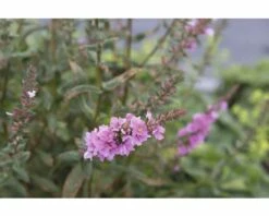 FLORASELF Grote Kattenstaart Lytrum Salicaria Ø 11 Cm