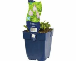 FLORASELF Mazus Mazus Reptans Ø 11 Cm