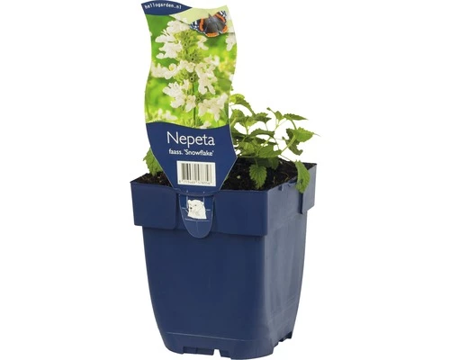 FLORASELF Grijs Kattenkruid Nepeta Faassenii Ø 11 Cm 4 FLORASELF Grijs Kattenkruid Nepeta Faassenii Ø 11 Cm - Afbeelding 2