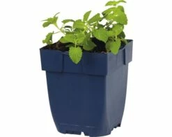 FLORASELF Grijs Kattenkruid Nepeta Faassenii Ø 11 Cm 7 FLORASELF Grijs Kattenkruid Nepeta Faassenii Ø 11 Cm -FLORASELF Verkoop DV 8 7013772 02 4c DE 20191216051652