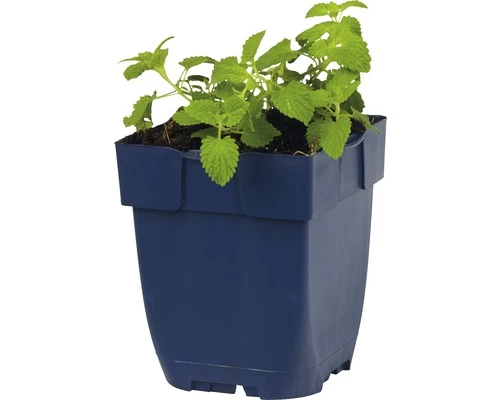FLORASELF Grijs Kattenkruid Nepeta Faassenii Ø 11 Cm 5 FLORASELF Grijs Kattenkruid Nepeta Faassenii Ø 11 Cm - Afbeelding 3