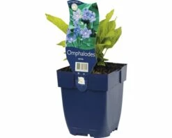 FLORASELF Vroeg Vergeet Mij Nietje Omphalodes Verna Ø 11 Cm
