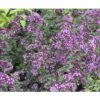 FLORASELF Siermarjolein Origanum Ø 11 Cm -FLORASELF Verkoop DV 8 7013780 03 4c DE 20200710114650