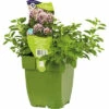 FLORASELF Oregano Origanum Vulgare 'Compactum' Potmaat Ø 11 Cm H 5-20 Cm -FLORASELF Verkoop DV 8 7013782 01 4c DE 20210413051650