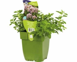 FLORASELF Oregano Origanum Vulgare 'Compactum' Potmaat Ø 11 Cm H 5-20 Cm