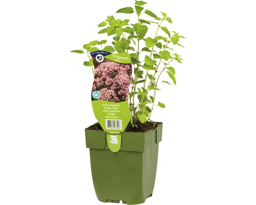 FLORASELF Wilde Marjolein Origanum Vulgare Potmaat Ø 11 Cm H 5-15 Cm 3 FLORASELF Wilde Marjolein Origanum Vulgare Potmaat Ø 11 Cm H 5-15 Cm