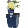 FLORASELF Pioen Paeonia-Cultivars 'De Nemours' Ø 11 Cm -FLORASELF Verkoop DV 8 7013787 01 4c DE 20200704221656