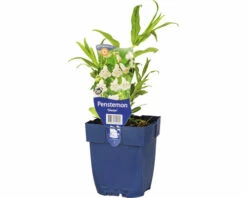 FLORASELF Schildpadbloem Pentstemon-Cultivars 'Gletsjer' Ø 11 Cm