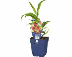 FLORASELF Schildpadbloem Pentstemon-Cultivars 'Rich Ruby' Ø 11 Cm