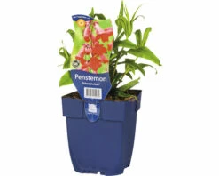FLORASELF Schildpadbloem Pentstemon-Cultivars 'Schoenholzeri' Ø 11 Cm
