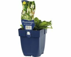 FLORASELF Scharnierplant Physostegia Virginiana Ø 11 Cm